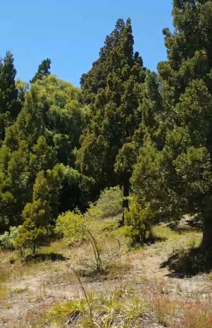 T168 - Lote en Los Riscos- 2500m2