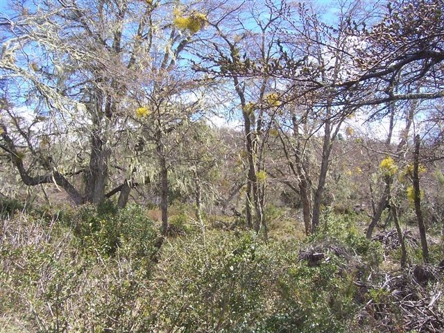 T019- 2 LOTES  600 m2 en KALEUCHE
