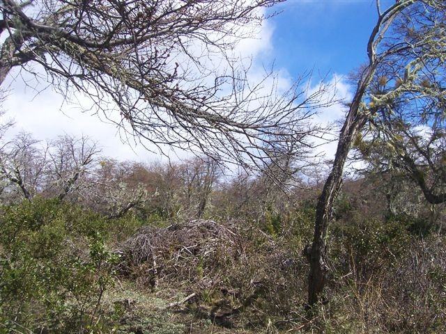  T019- 2 LOTES  600 m2 en KALEUCHE