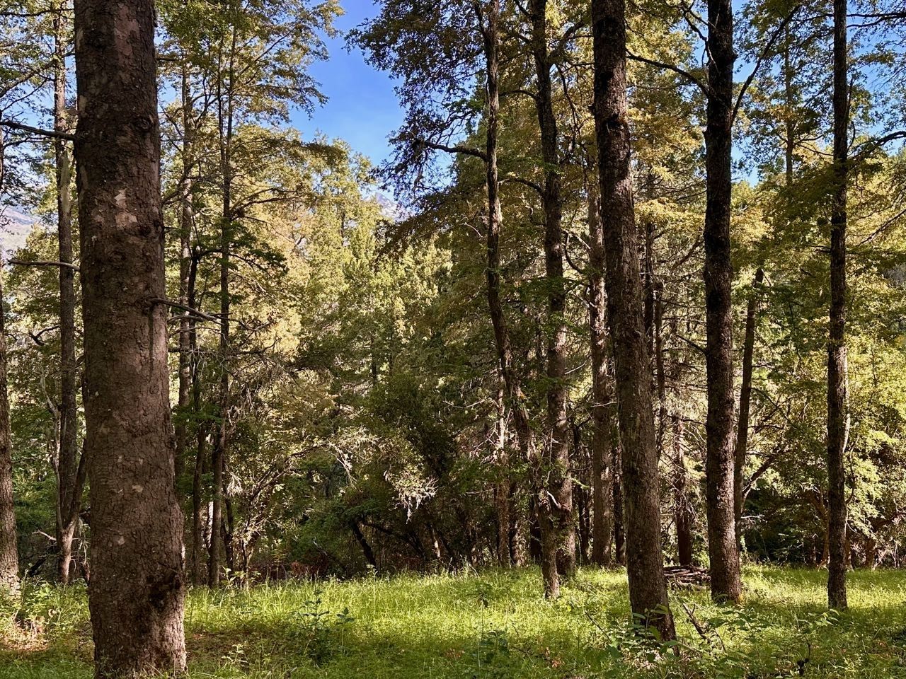 T219 - Excelente lote de 4785 m2 - La Reserva Baja